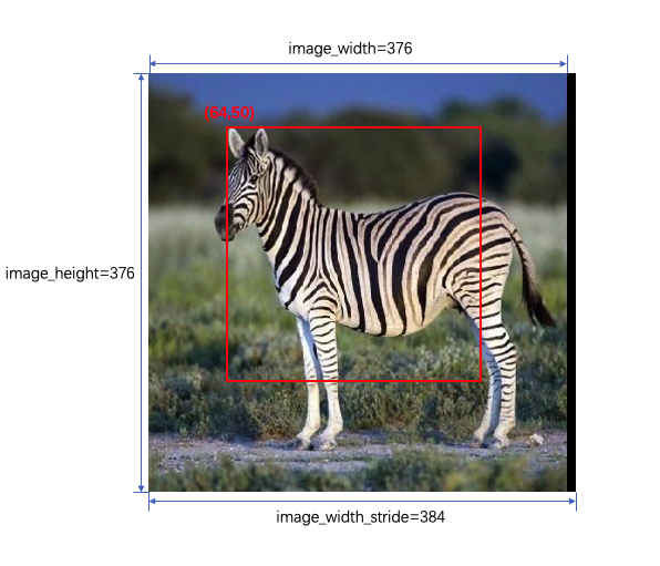zebra_crop
